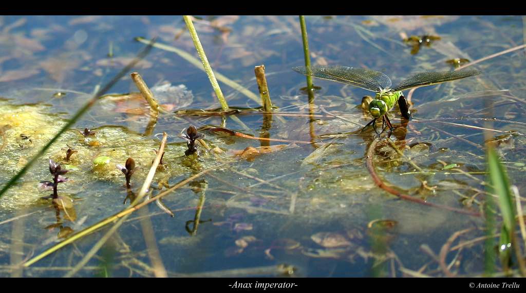 anax_imperator_ponte