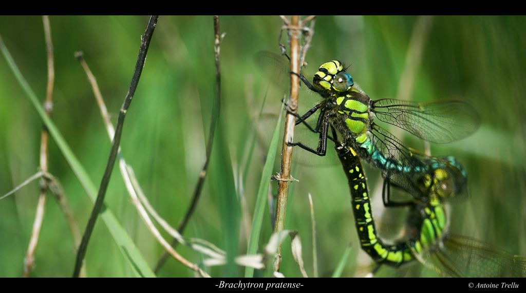 brachytron_pratense_dragonfly