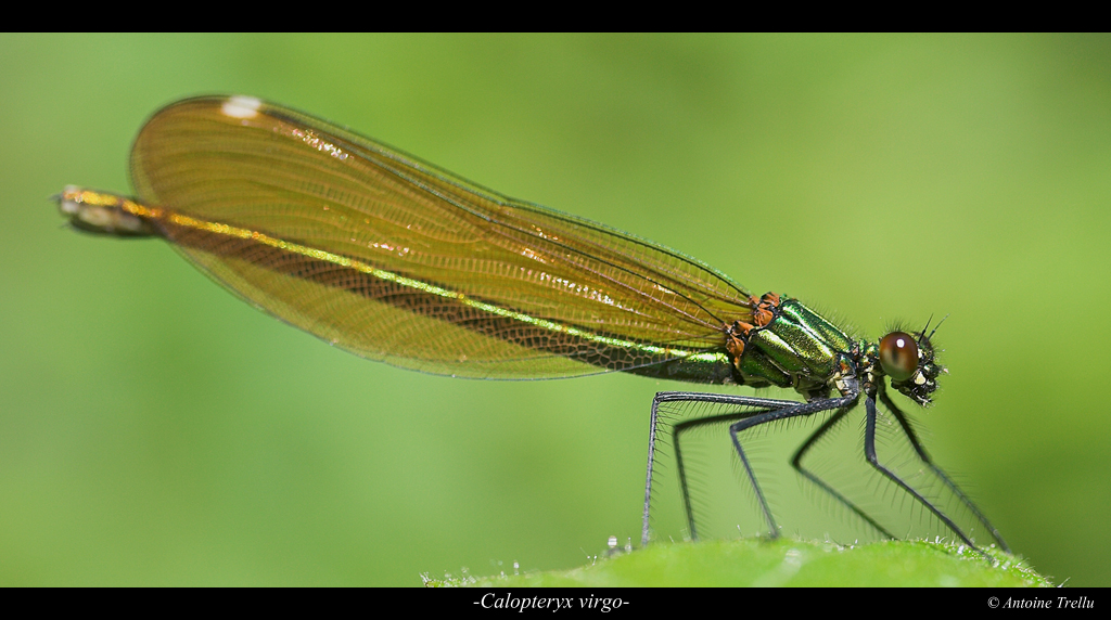 calopteryx_virgo_insect
