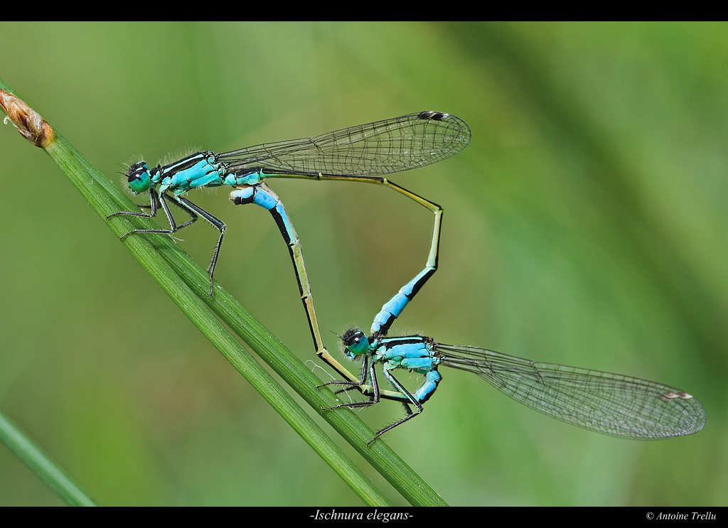ischnura_elegans_insect