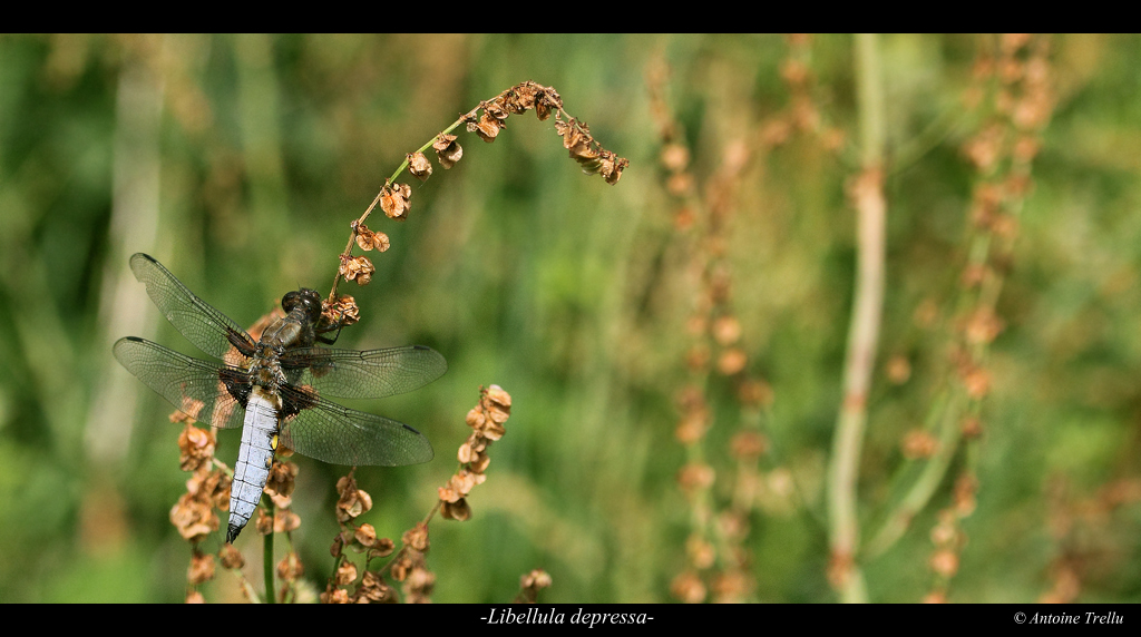 libellula_depressa_insect