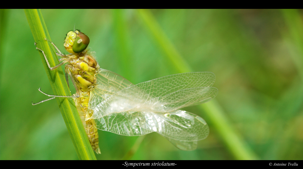 sympetrum_striolatum_emerge