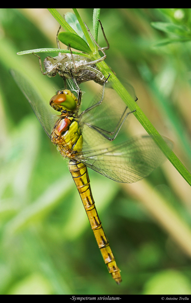 sympetrum_striolatum_insectb