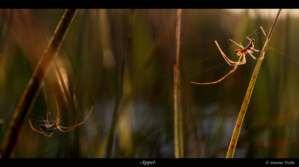 appel_mate_spider