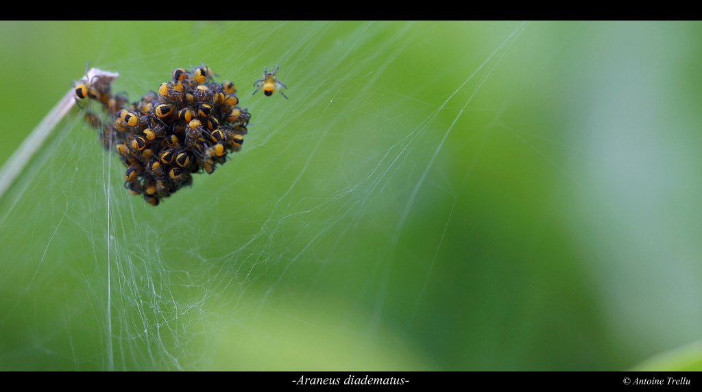 araneus_diadematus_baby
