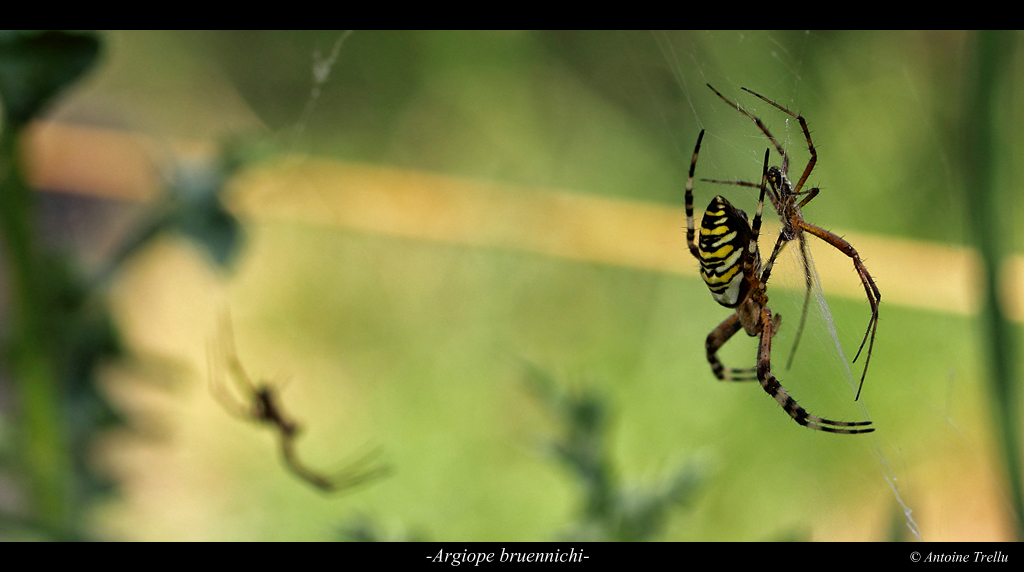 argiope_bruennichi_trio