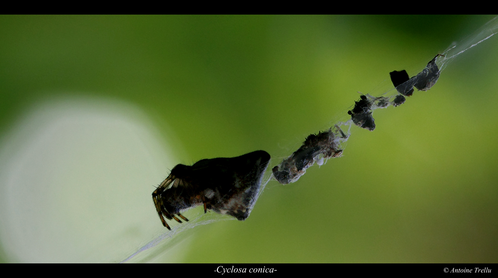 cyclosa_conica_spider