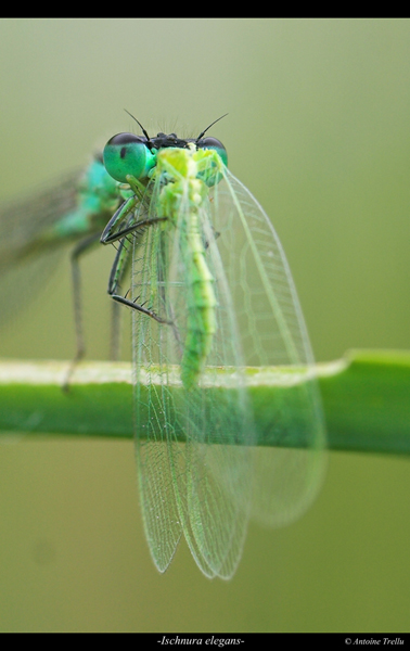 ischnura_elegans_eat