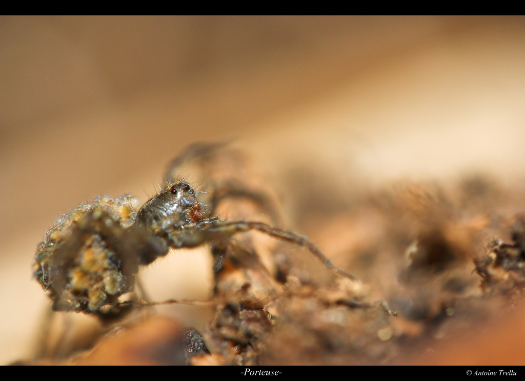 lycosidae_child_spider