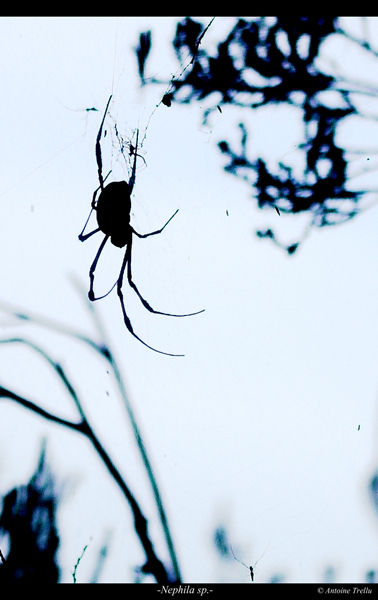 nephila_sp_spider