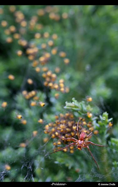 predateur_spider