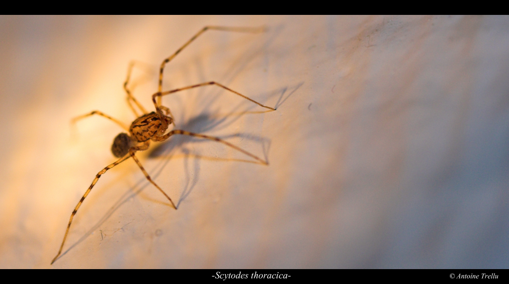 scytodes_thoracica_spider