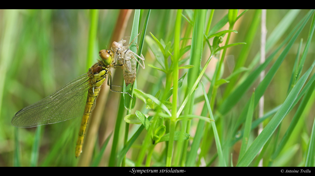 sympetrum_striolatum_emer