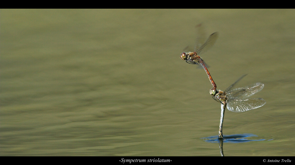 sympetrum_striolatum_ponte
