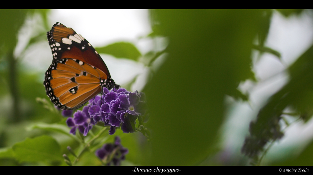 danaus_chrysippus_camouflage