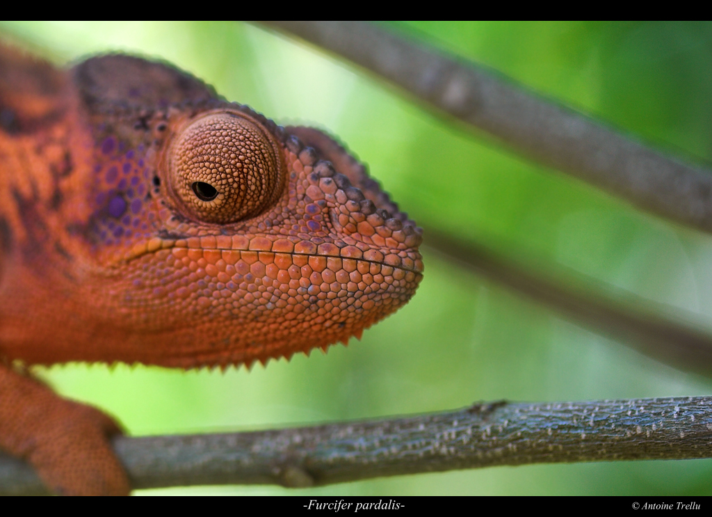 furcifer_pardalis_camouflage