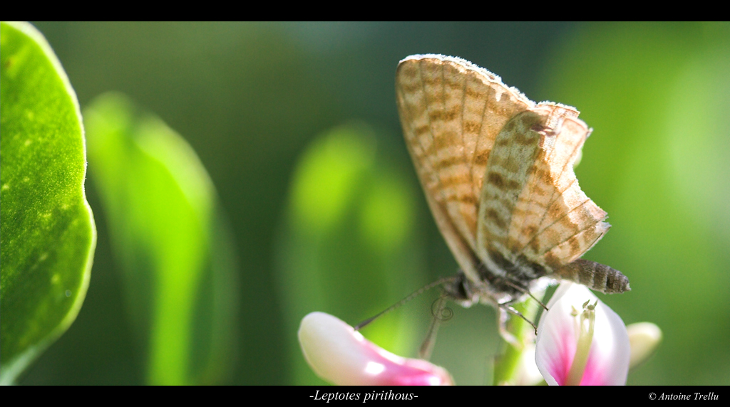 leptotes_pirithous_camouflage
