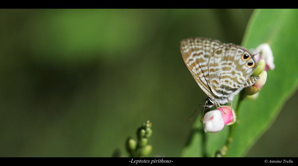 leptotes_pirithous_camouflageb