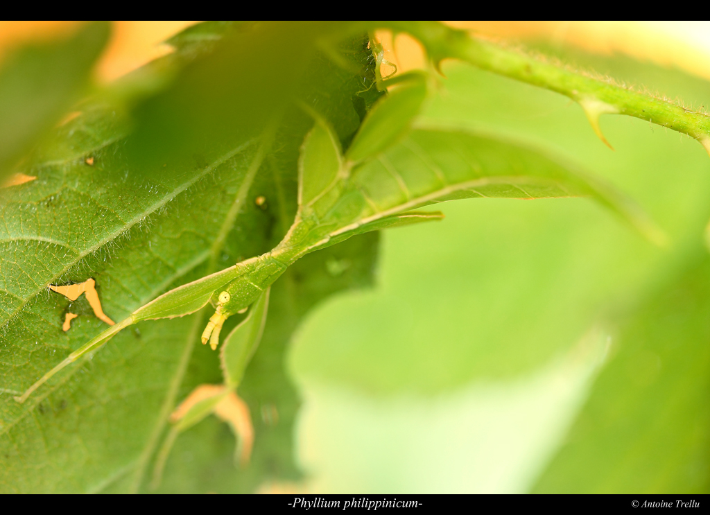 phyllium_philippinicum_camouflage