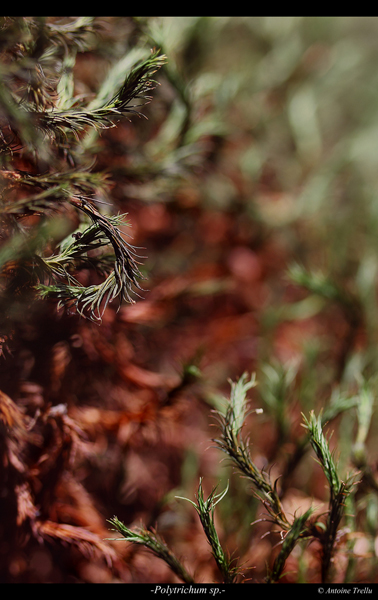 polytrichum_sp_flowerba