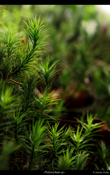 polytrichum_sp_flowerca