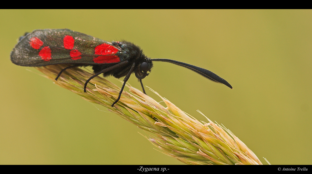 zygaena_sp_camouflage