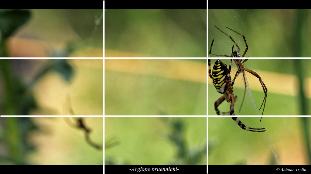 argiope_bruennichi_ligne