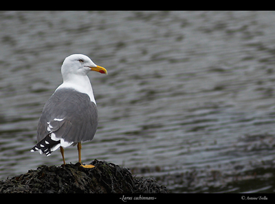 IMG_3686-02