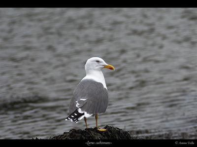 IMG_3686-03