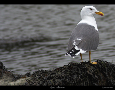 IMG_3686-04