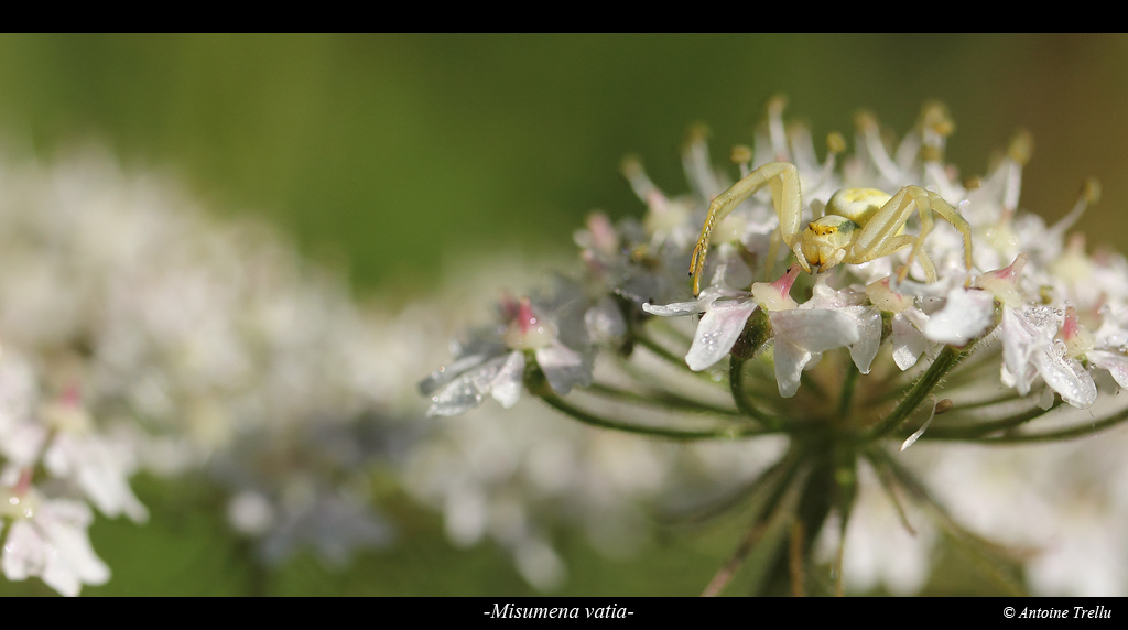 misumena_vatiab_spider