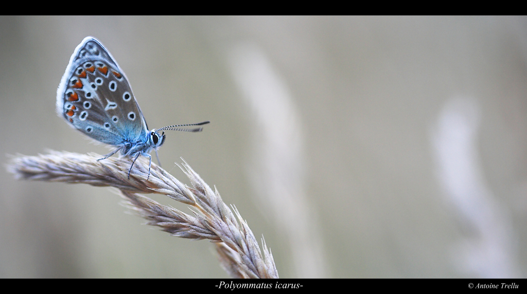 polyommatus_icarus_insect