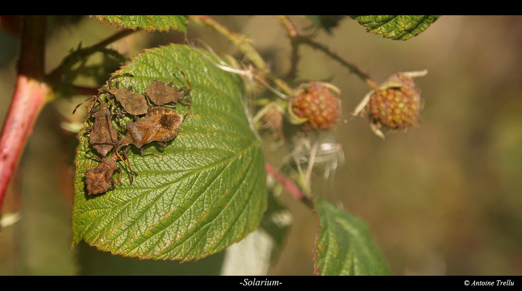 solarium_punaise