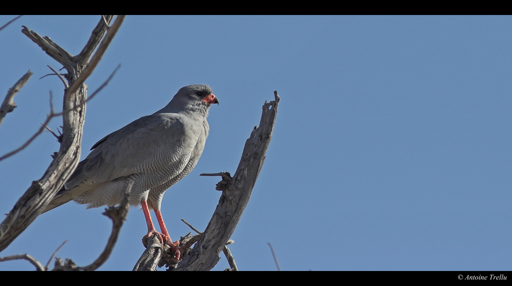 autour_bird_kalahari