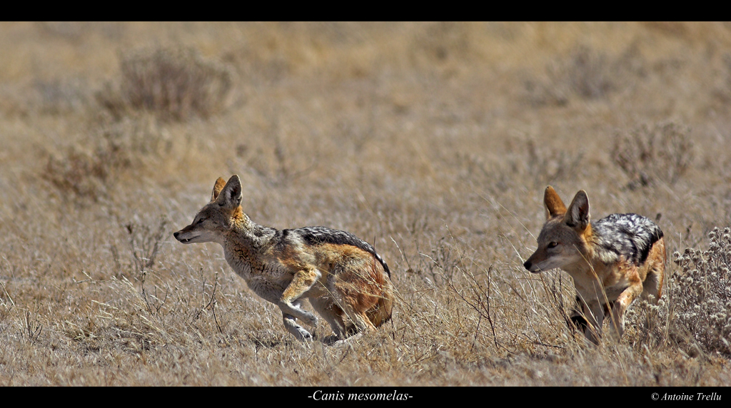 canis_chacal_kalahari