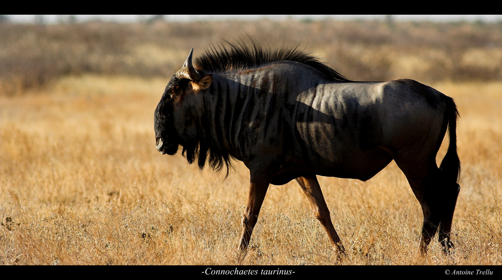 connochaetes_taurinus_gnou