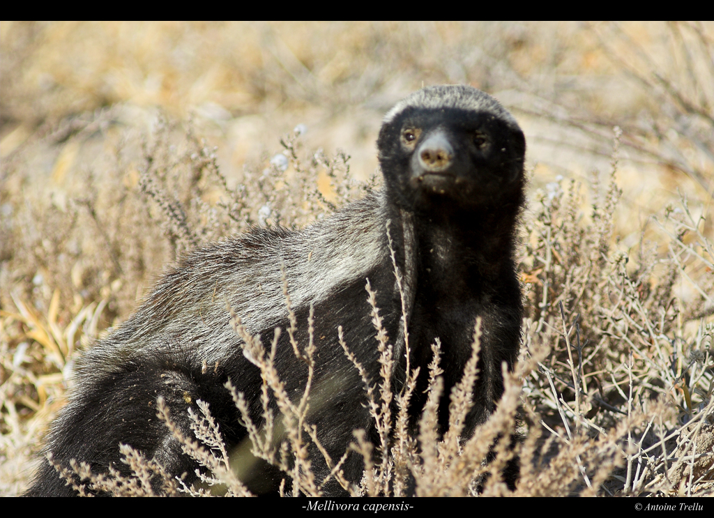 mellivora_capensis_ratel