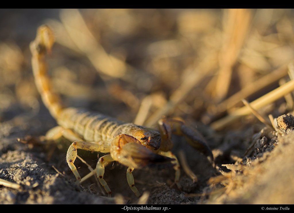 opistophthalmus_scorpion_kalahari