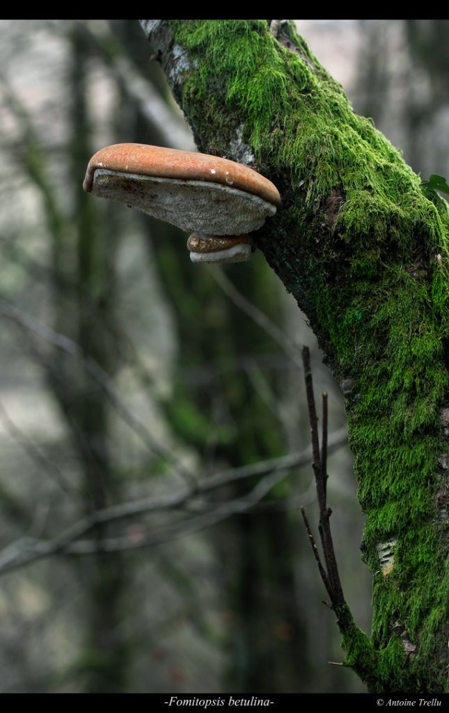 polypore champignon mushroom fomitopsis