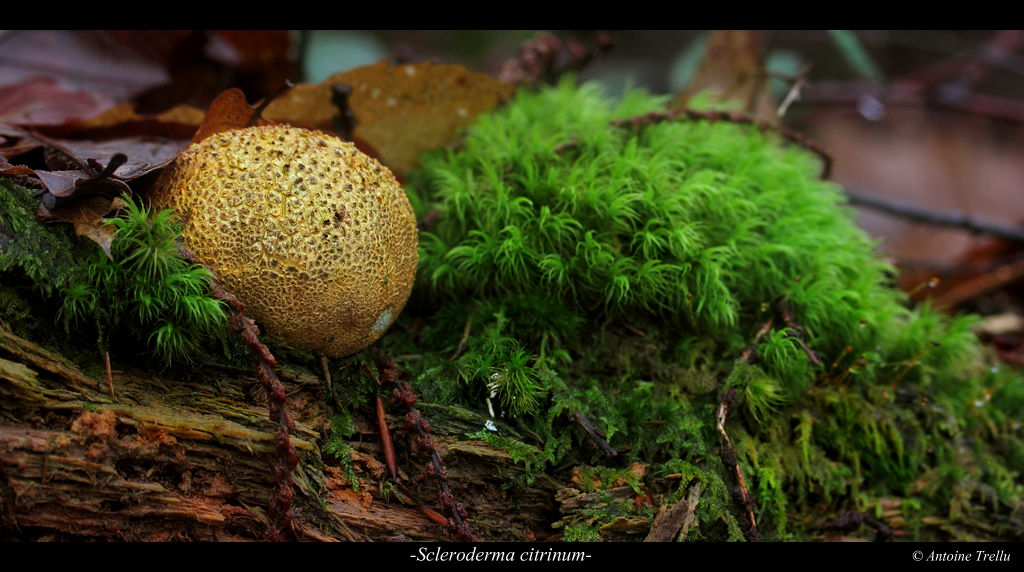 Scleroderma mushroom champignon