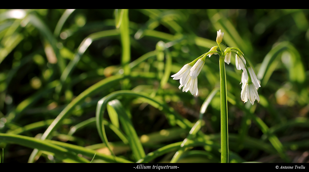 Ail triquètre