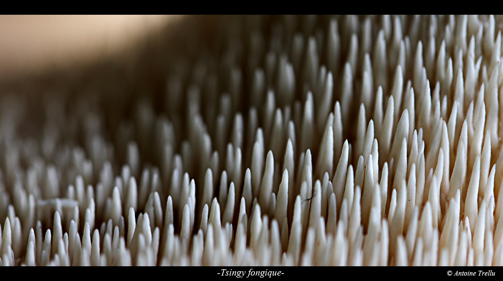 Dessous du champignon pied-de-mouton