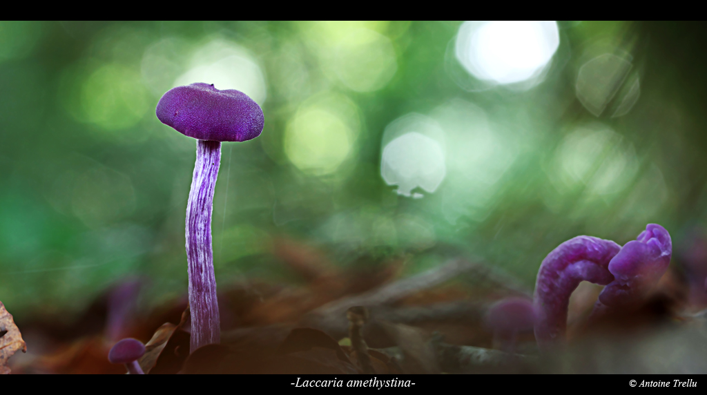 Gros plan d'un champignon mauve clitocybe améthyste