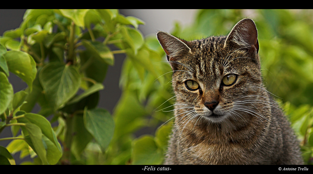 chat entouré de feuille