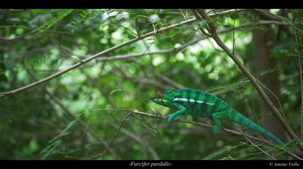 caméléon dans son environnement