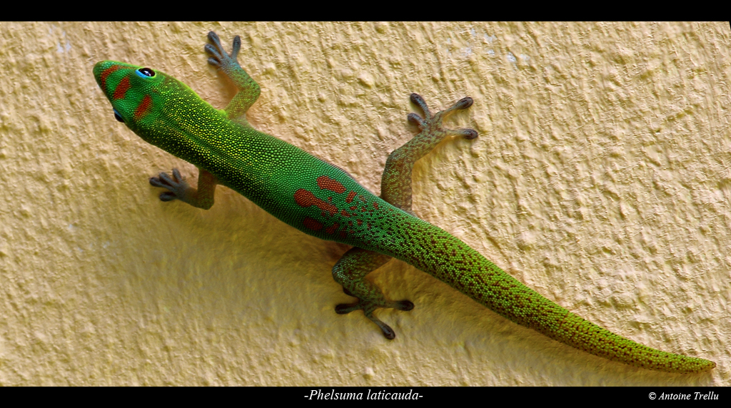 Le gecko à goutte d'or, vu vers la Ravine des Cabris, à la Réunion! La photo ne rend pas honneur à cet animal magnifique, ses couleurs sont un régal pour les yeux! Cependant cette espèce est considérée comme envahissante sur l'île.