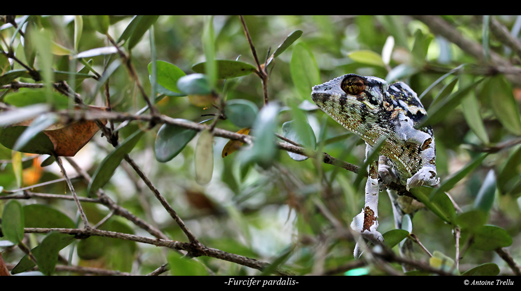 caméléon en mue