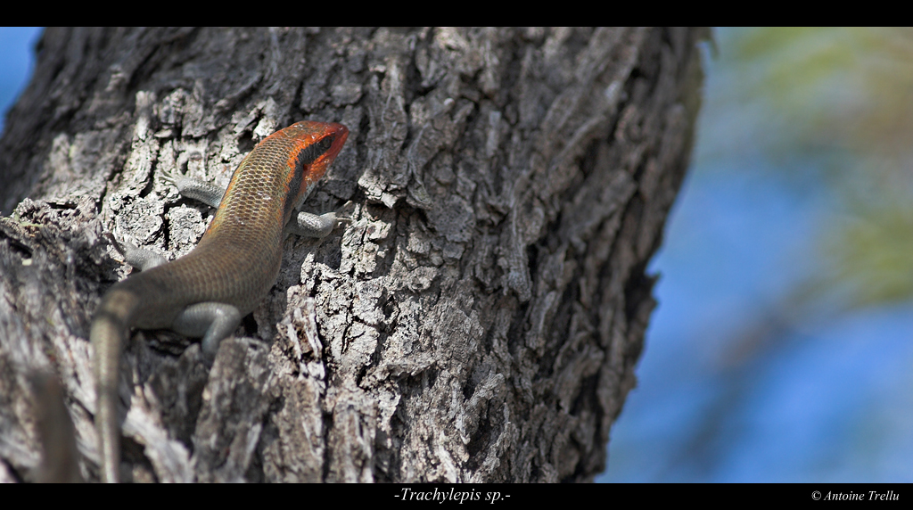 Lézard à tête rouge sur arbre