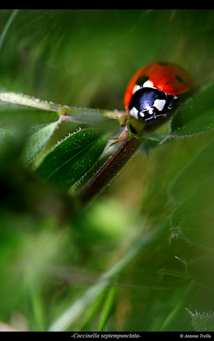 La coccinelle à sept points